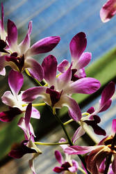 Orchids