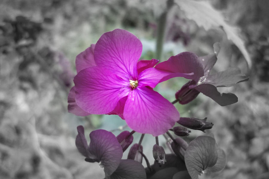 Sql Roxo roxo by redfire5 on DeviantArt