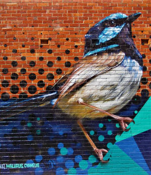 Capturing Street Art - Male Superb fairywren