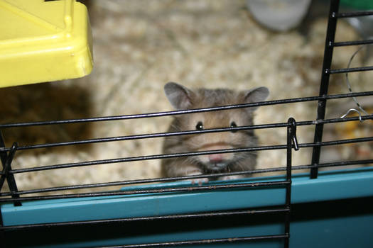 Hamster Balu