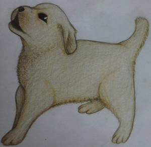Labrador drawing by Shuddy Labrador drawing by Shuddy