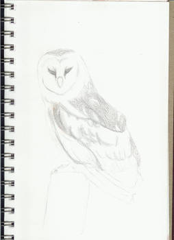 Owl (20 Min)