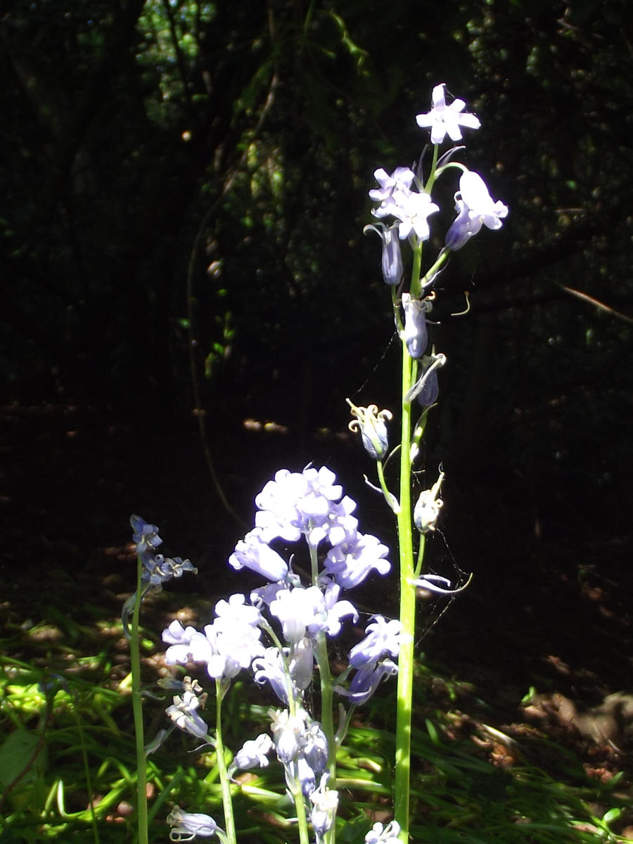 British Bluebell