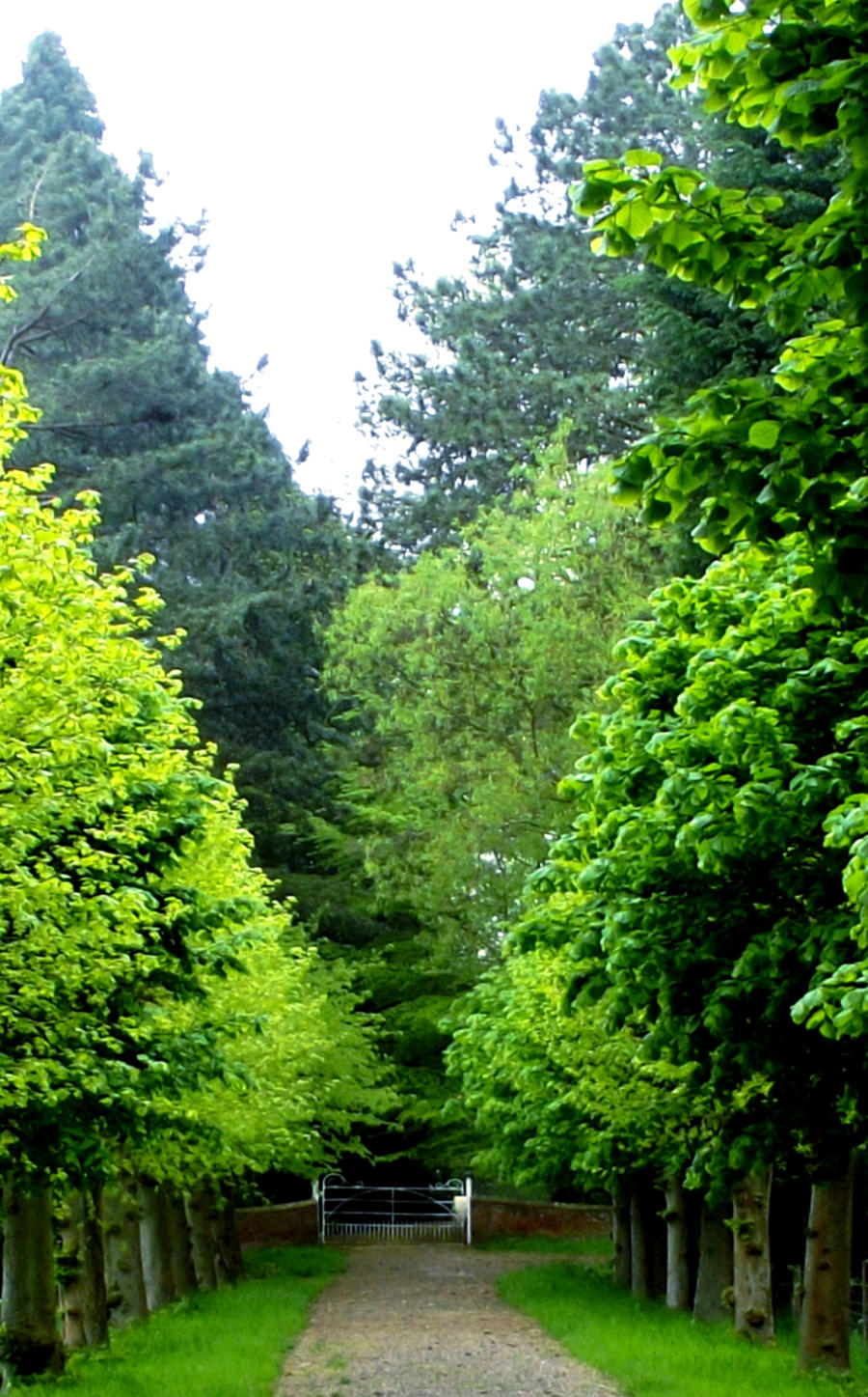 Victorian Avenue