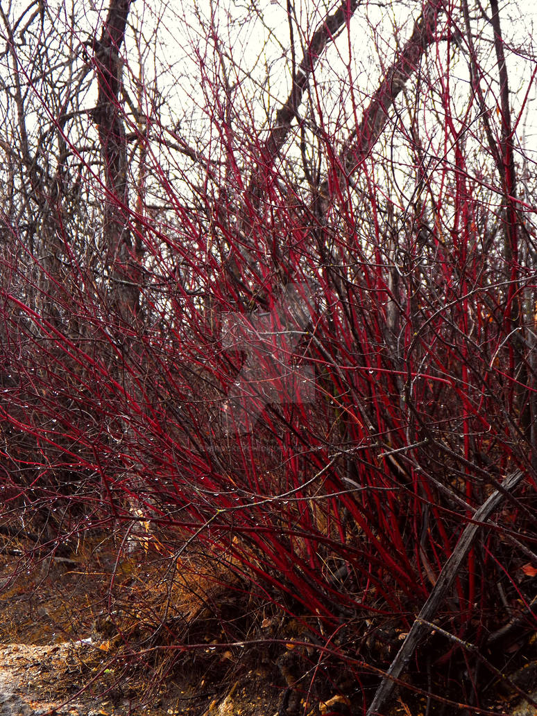 Bush Cold Blood Blood Bush by BVBrockerchick on DeviantArt