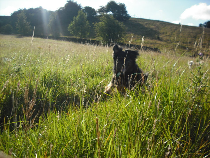 Behind the Long Grass