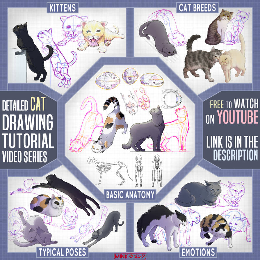 Cat Drawing Tutorial Series by Mink-tDR on DeviantArt