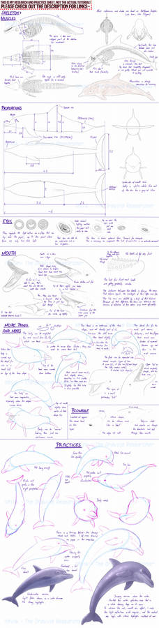 Dolphins - research and practice sheet