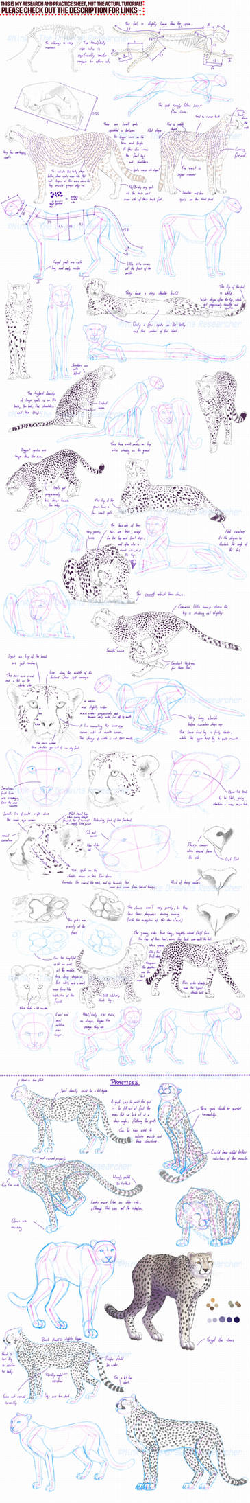 Cheetahs - Research And Practice Sheet