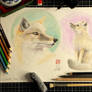 Corsac Fox Studies 1