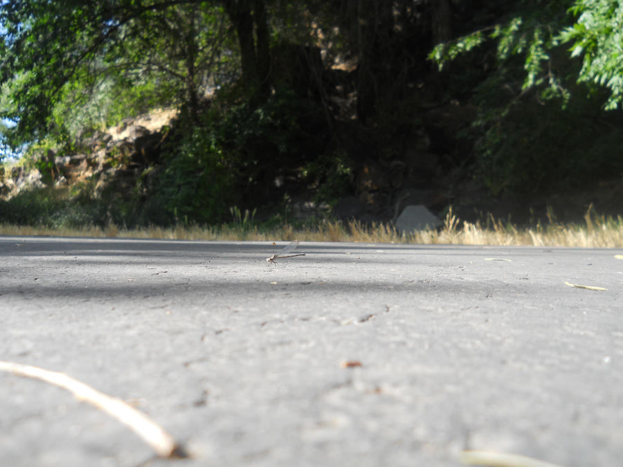 The Dragonfly by SilverRide on DeviantArt