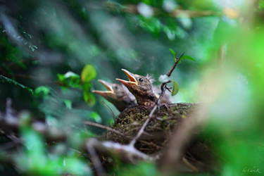 Birds Of Spring by ChrisK-photo