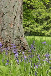 Native Bluebells