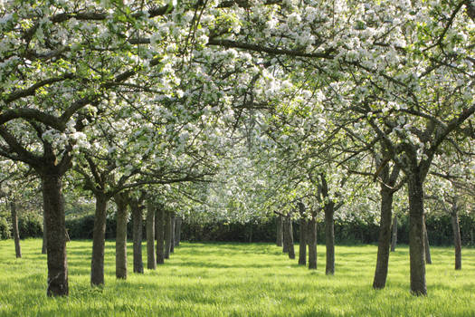 Avenue of Apples