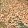 Autumn Leaves 2