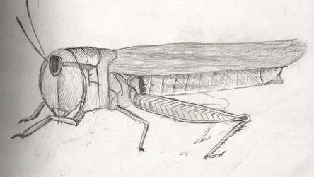 Grasshopper Study - 9-08