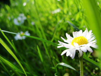 daisies.