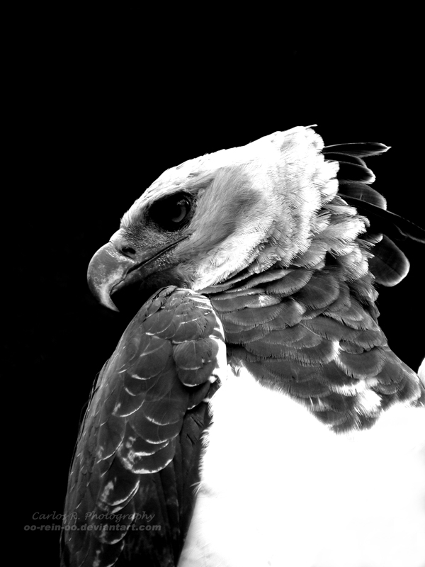 Harpy Eagle