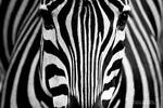 Psychedelic Zebra