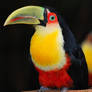 Portrait Of Mr. Toucan