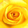 Flourishing Yellow