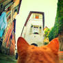 Alley Of The Cat