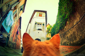 Alley Of The Cat