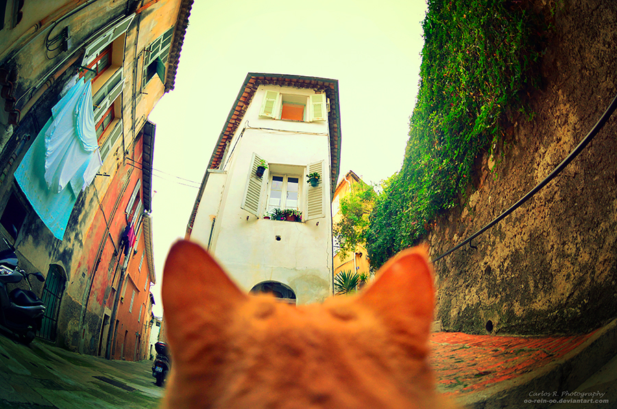 Alley Of The Cat