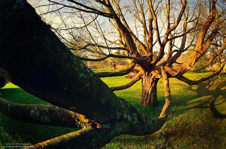 A Shake Of Branches