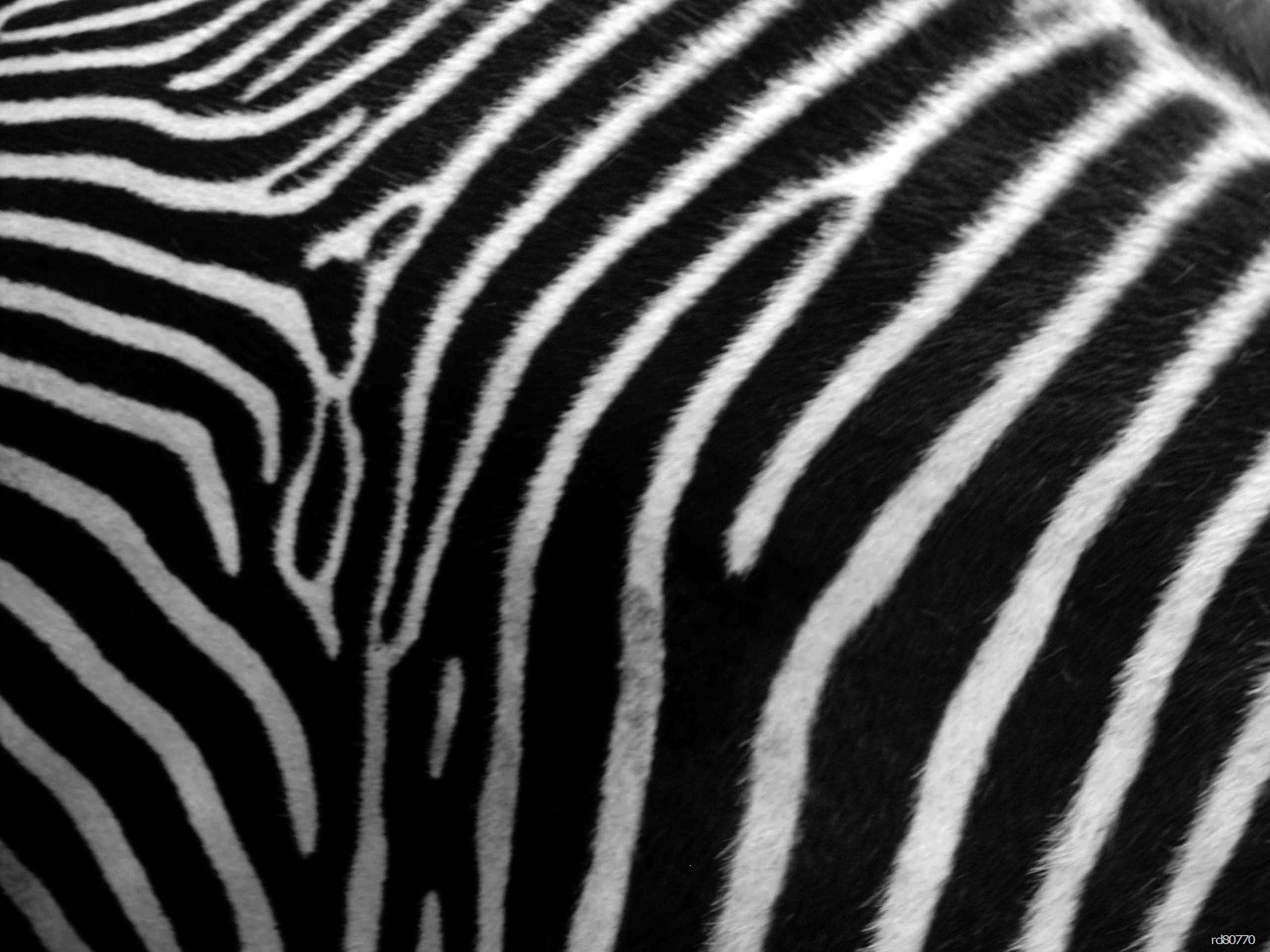 Zebra Skin