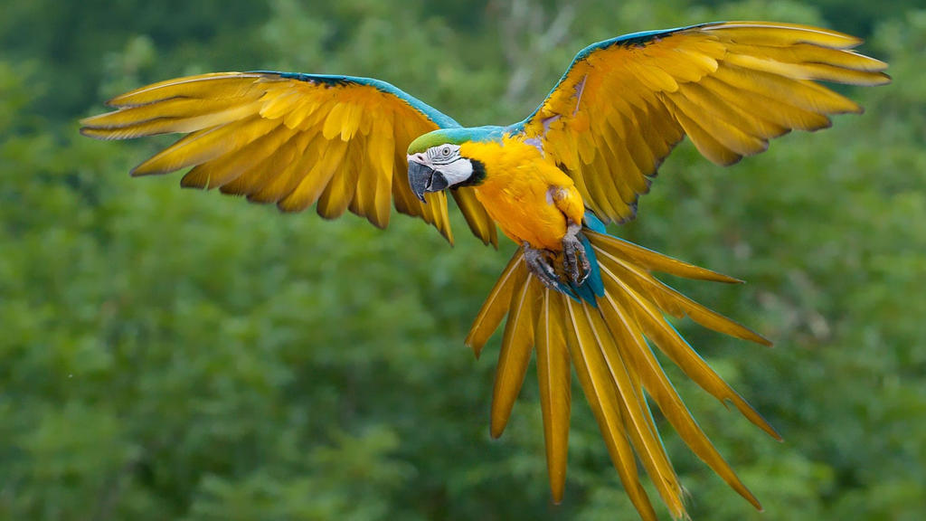 Flying Parrot