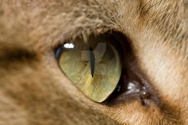 Cat's green eye