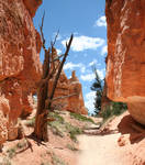 premade background - 003 Bryce Canyon