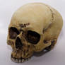 bones - 003 human skull