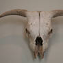 bones - 001 bull skull