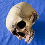 bones - 005 Skull