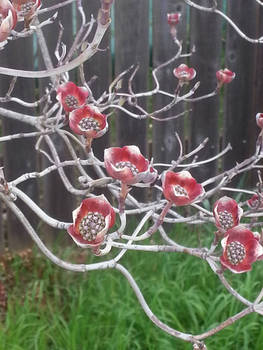 Dogwood Blossoms