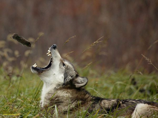 wolf catching мoυse by RainTheSexyWolf on DeviantArt