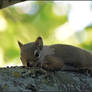 Little Squirrly