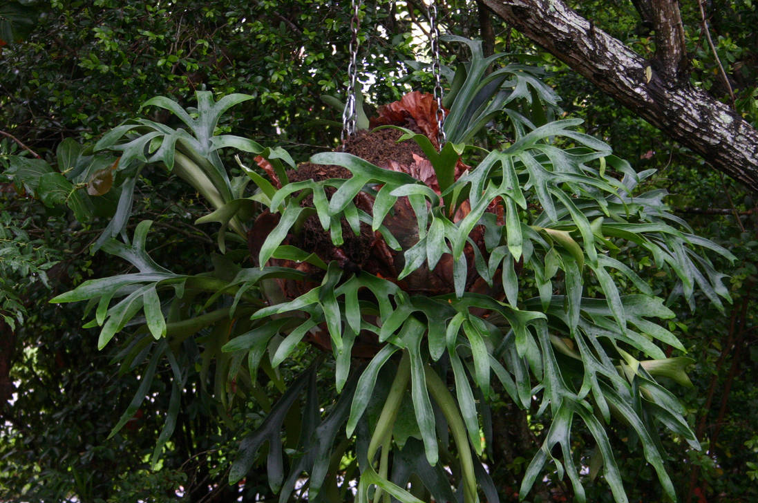 Staghorn by Weaselspeed on DeviantArt