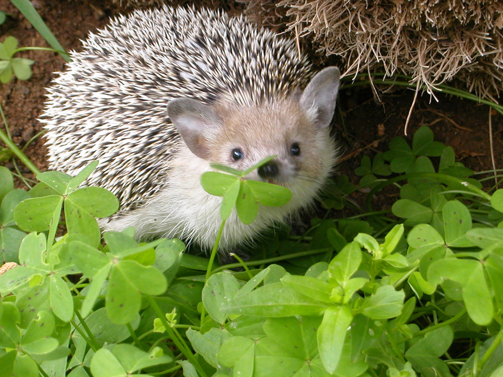 Hedgehog