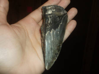 Megalodon tooth 1