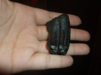 Three toed horse tooth 1
