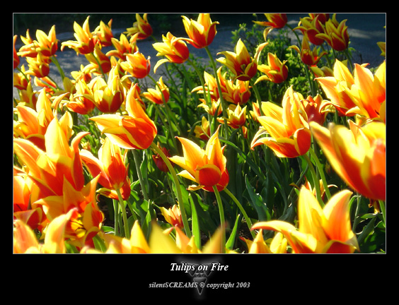 Tulips on Fire