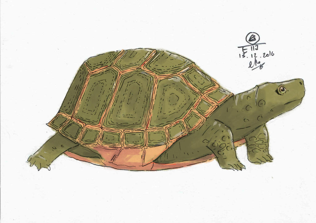 Deviantart Softshell Turtle Turtle by BelaAN33 on DeviantArt