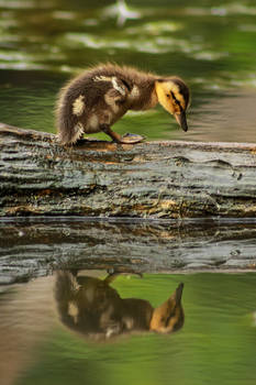 A Reflecting Duckling