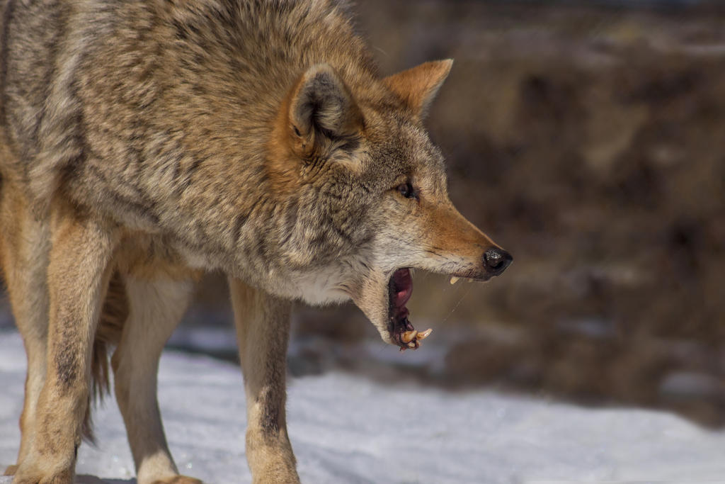 Coyote Hungry