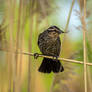 Female Red-winged Blackbird