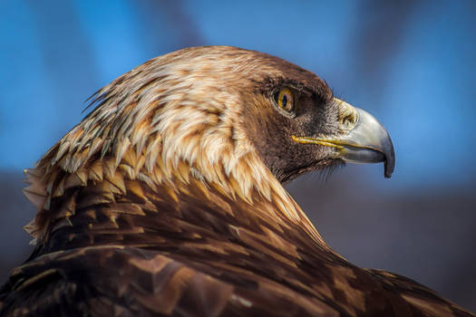 Golden Eagle