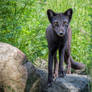 Curious Arctic Fox